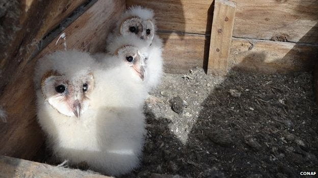 _73128170_owls